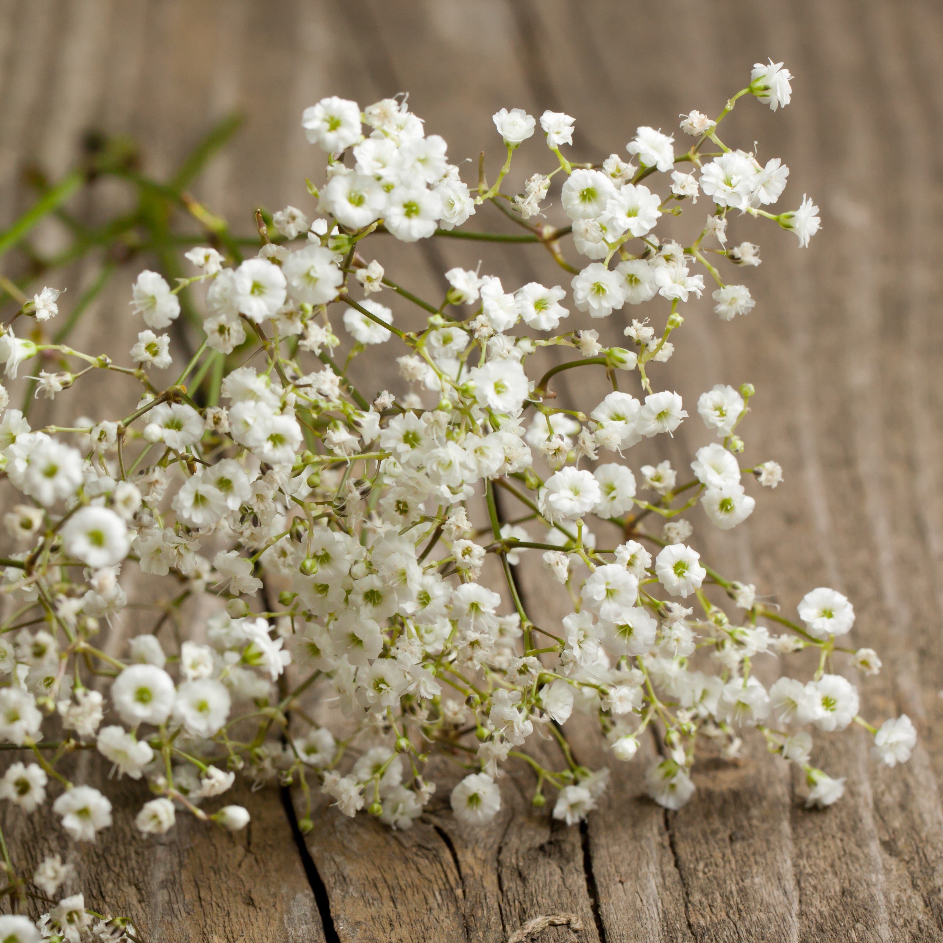 Babys Breath Seeds (Annual) - Pink