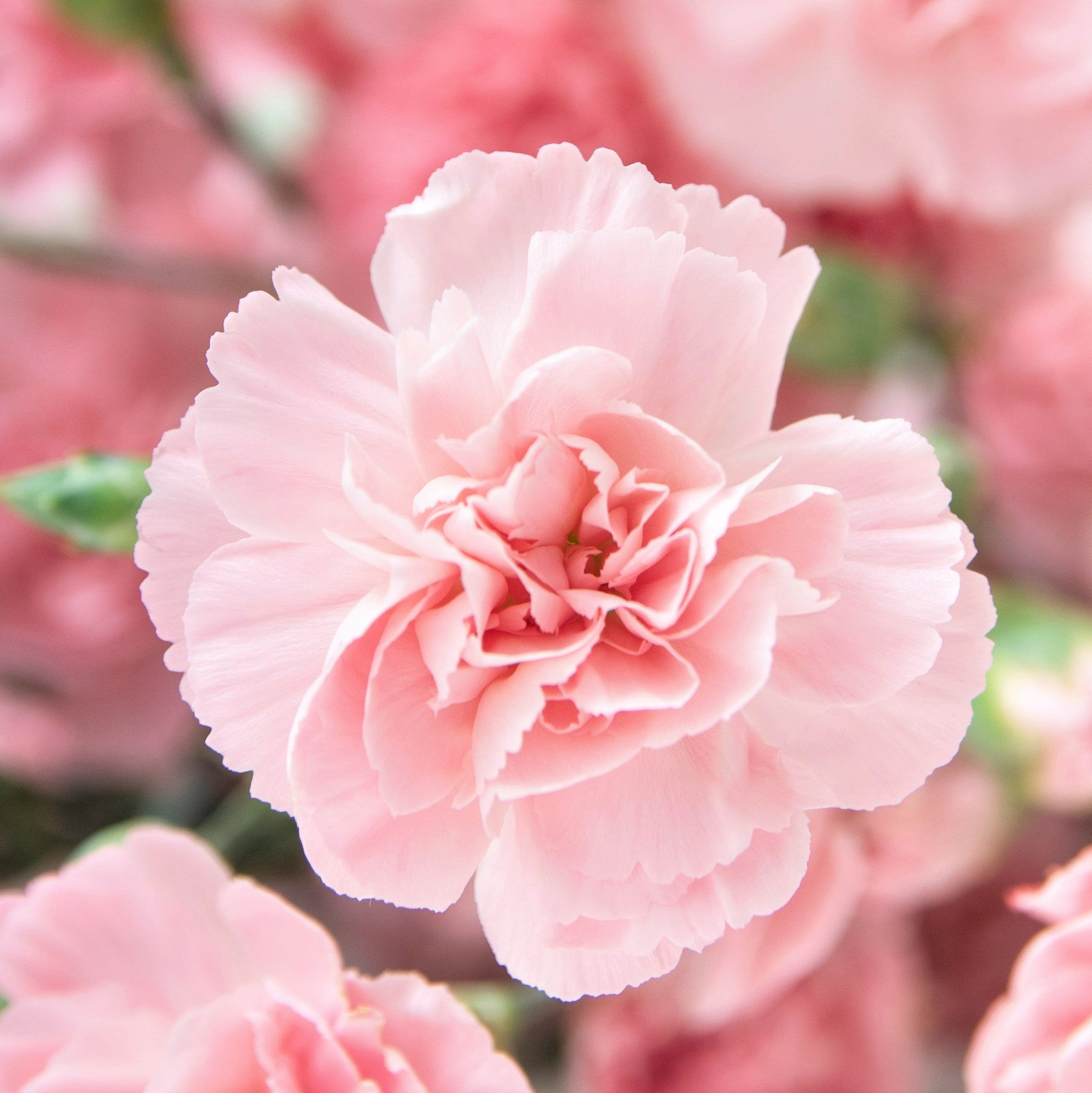 Bi-color Carnation And Aroma Pot For Beauty Image Stock Photo