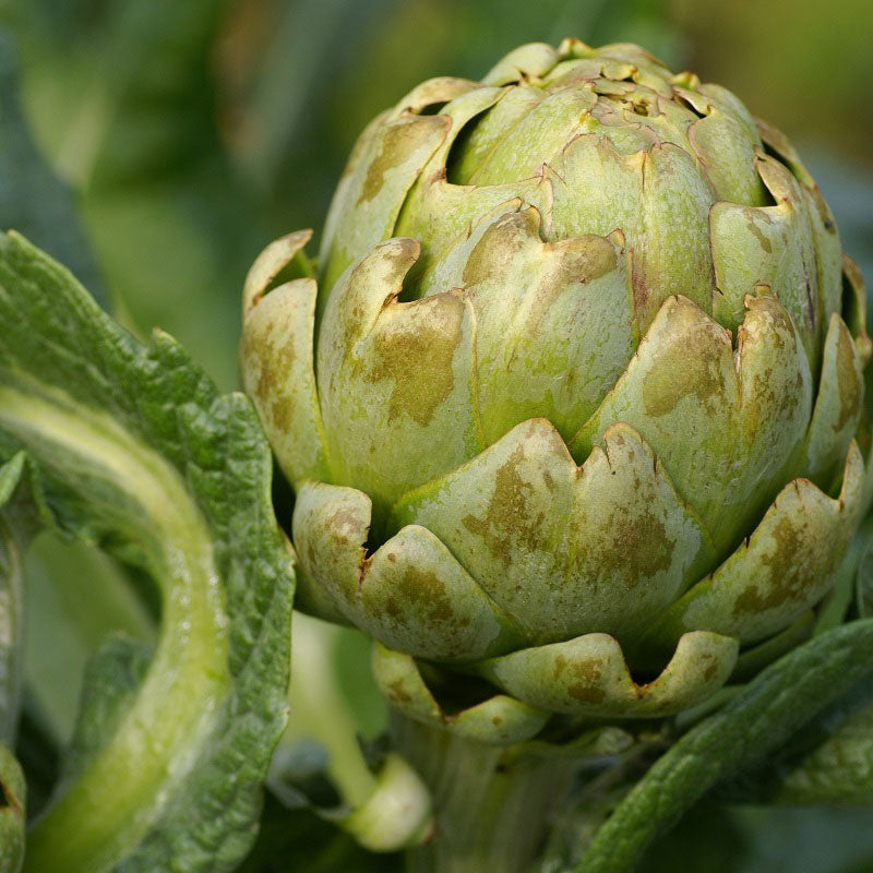 Artichoke Seeds (Heirloom) | Shop 2 Varieties | Eden Brothers