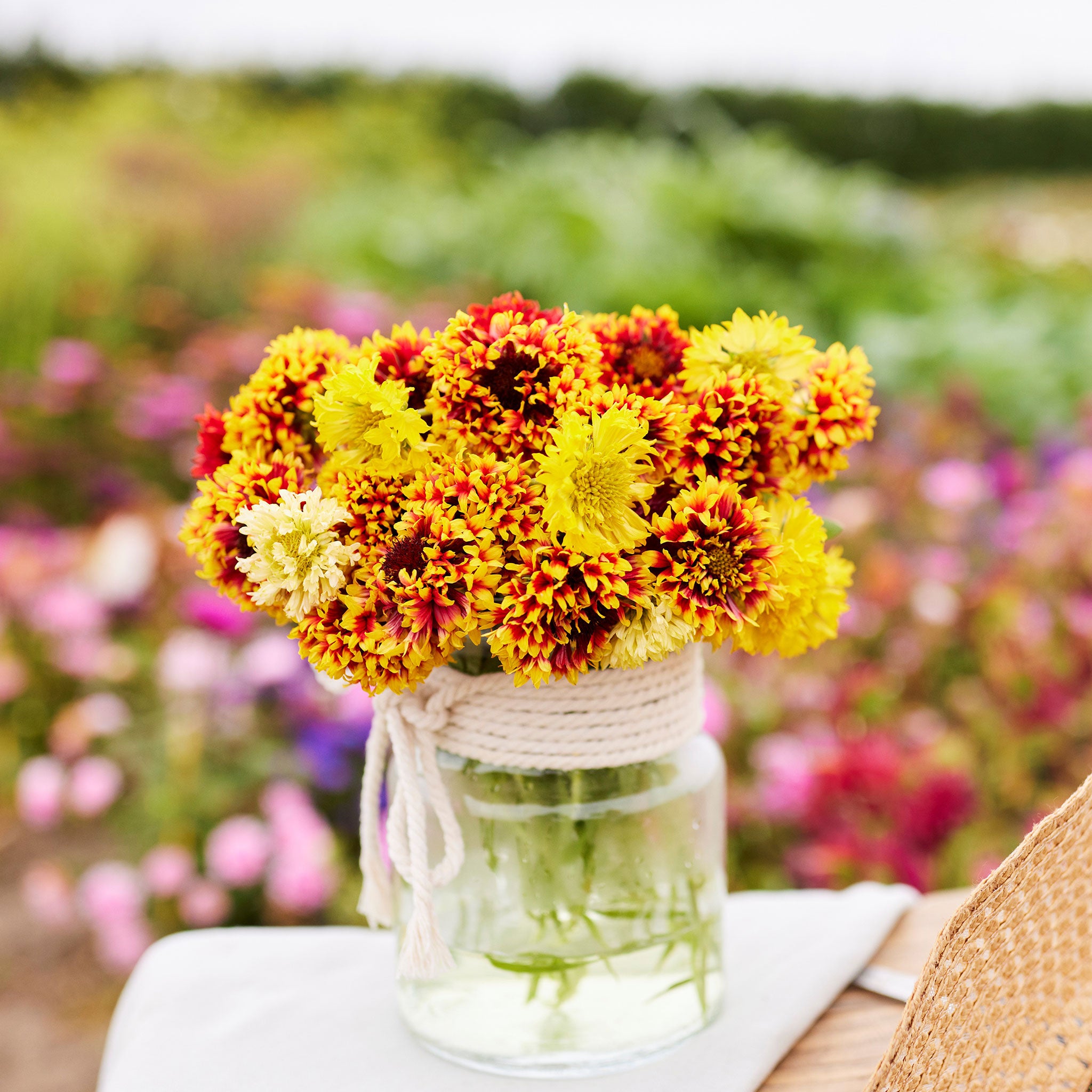 Gaillardia seeds for online sale