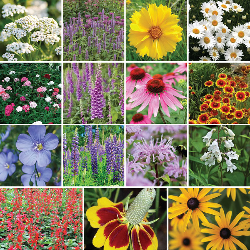 Drought Tolerant Flower Seed Collection - Xeriscape Rock Garden
