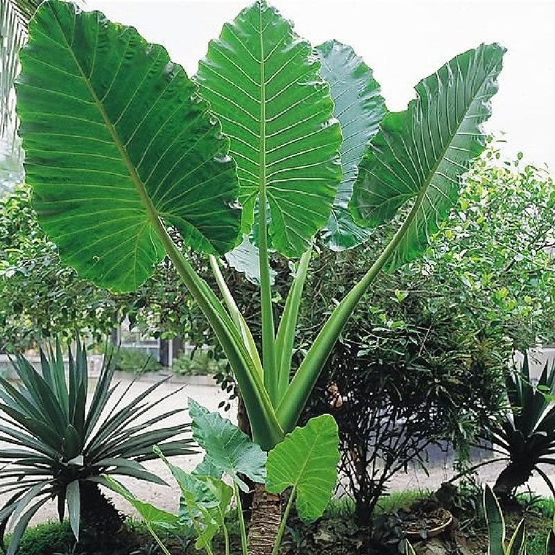 Elephant Ear Bulbs | Shop 7 Varieties | Eden Brothers