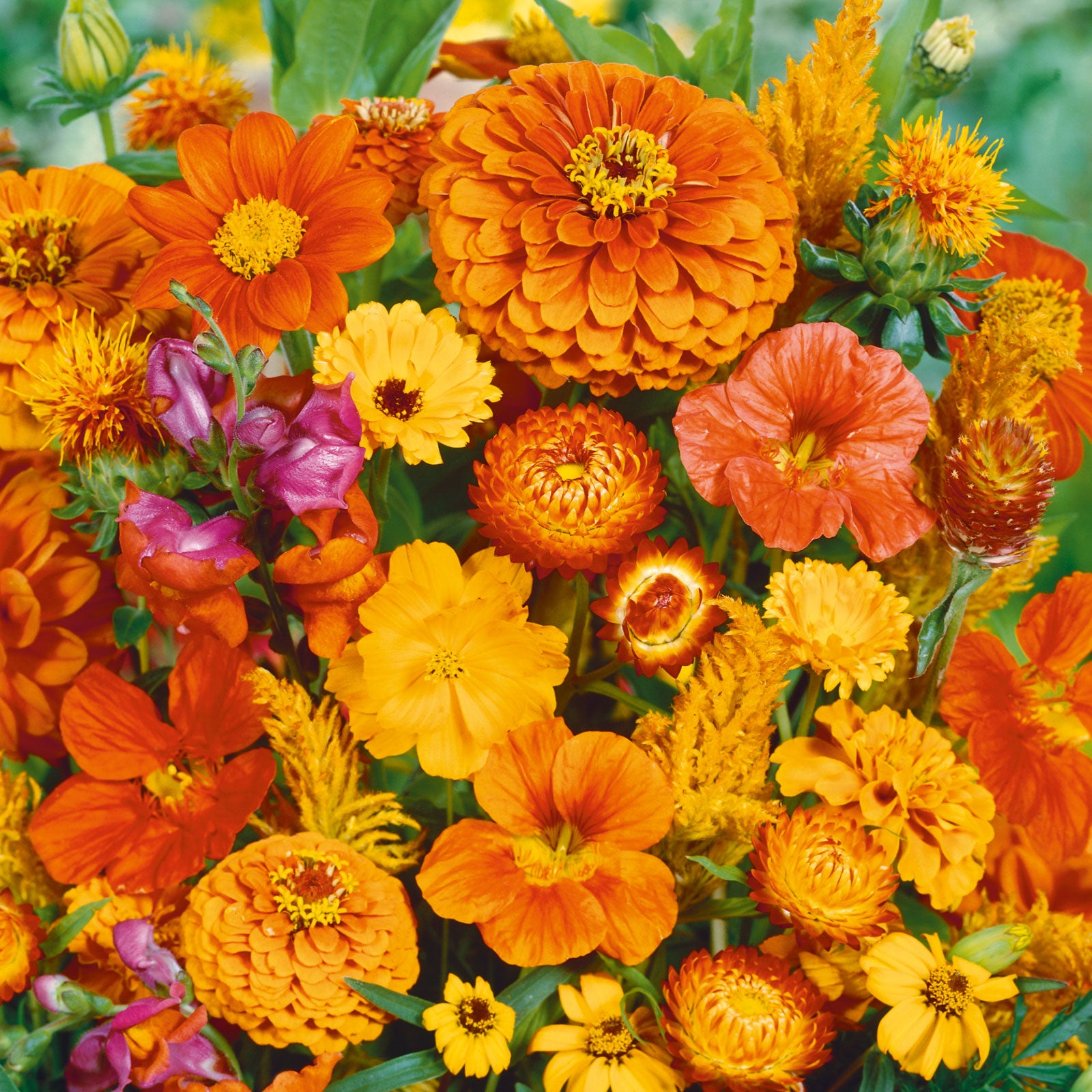 Silver Falls Seed Company - Orange Wildflower Mix