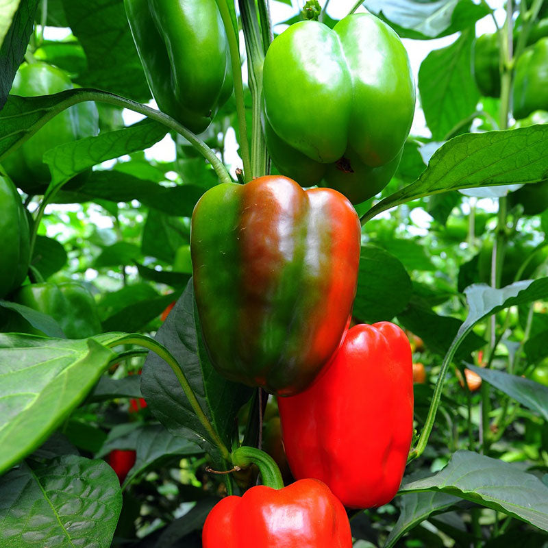 SHOP WHOLESALE RED PEPPER (SMALL BOX)