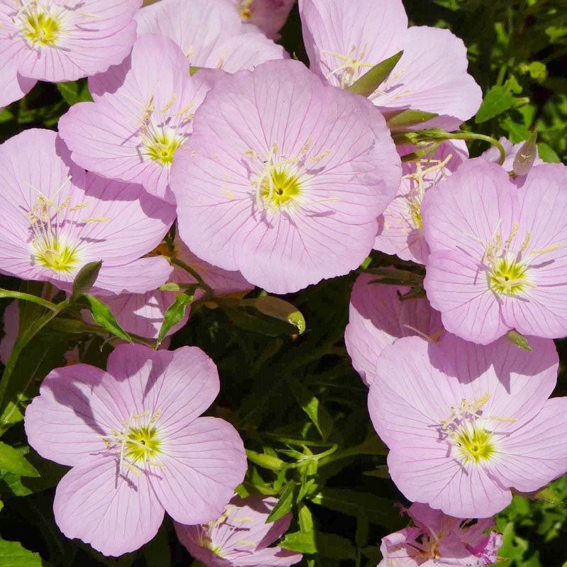 When, Where, And How To Grow Evening Primrose Dengarden, 49% OFF