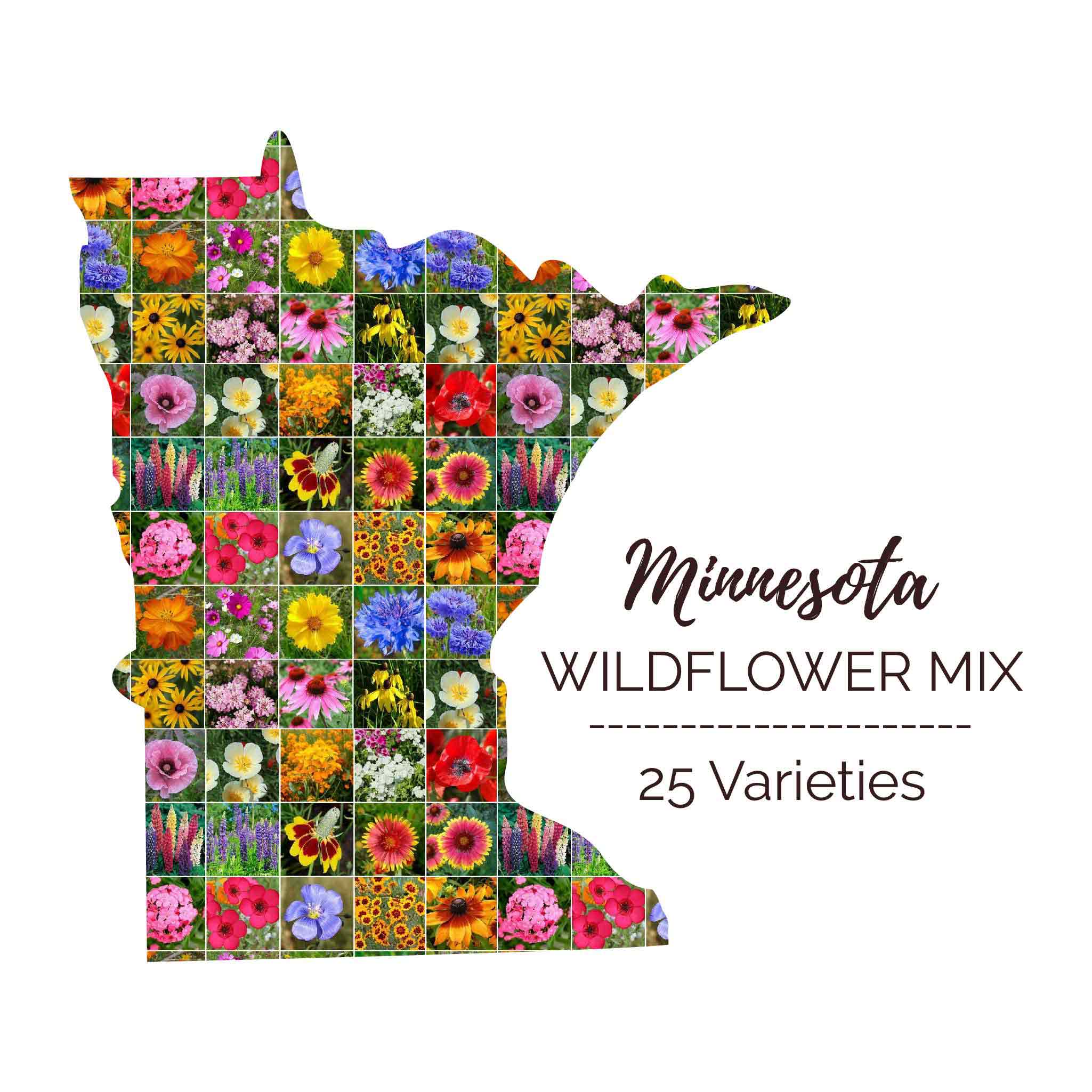 minnesota-wildflower-seed-mix-eden-brothers