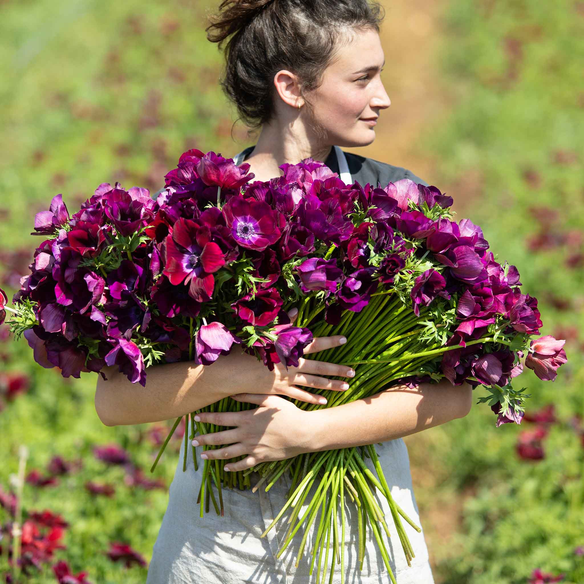 Anemone Bulbs - Bordeaux | Flower Bulbs | Eden Brothers