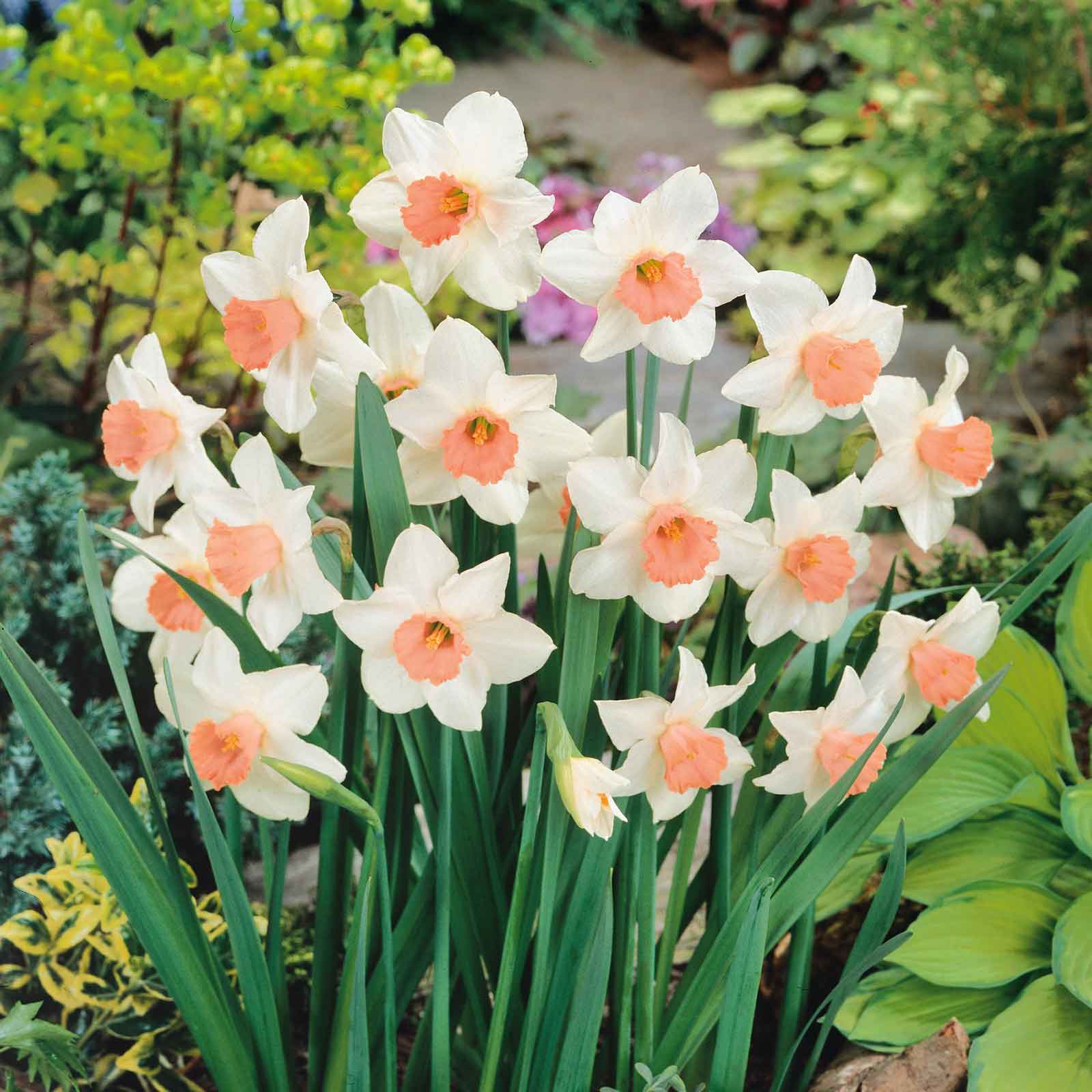pink daffodil bulbs