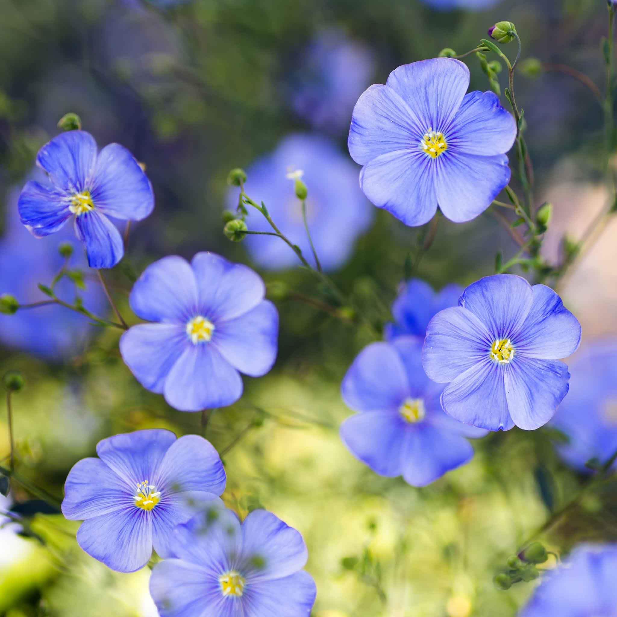 Annual Blue Flax Seeds Flower Seeds In Packets And Bulk Eden Brothers 3706