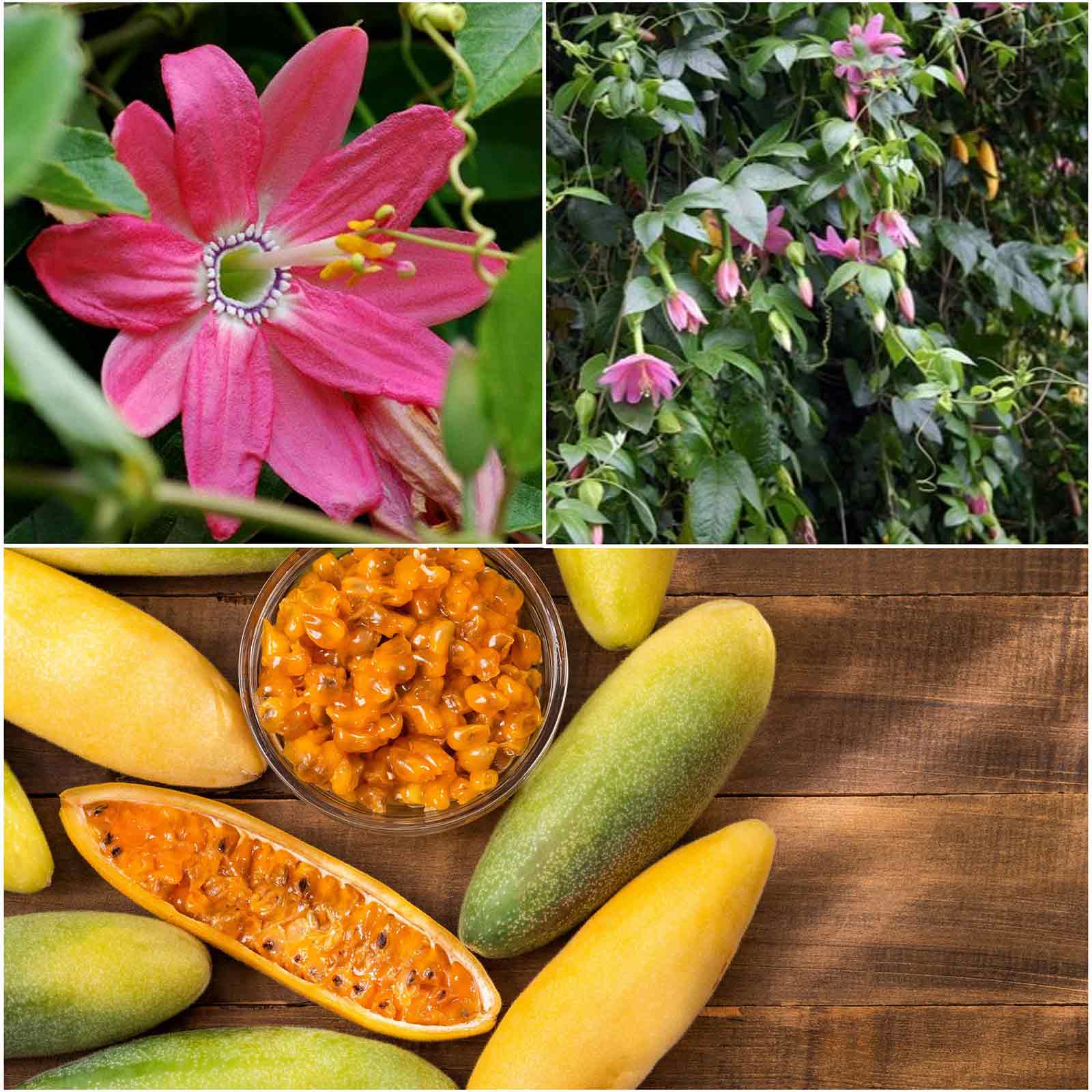 Passiflora Seeds - Banana Passion Fruit - Packet, Blue, Flower Seeds, Eden Brothers