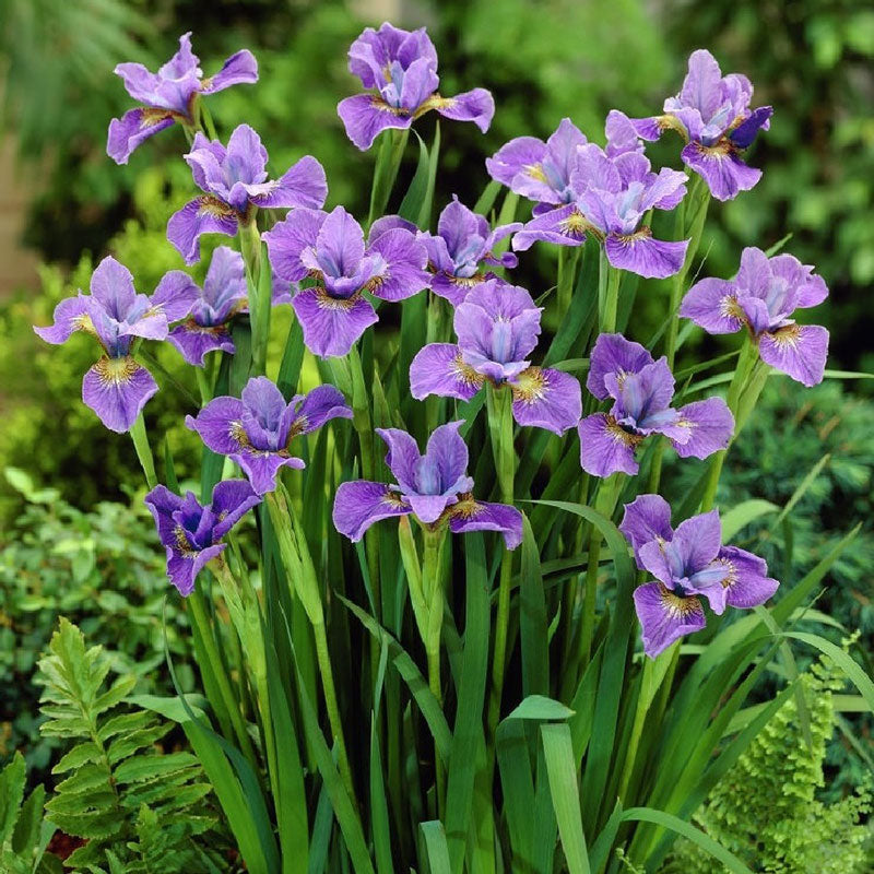 Purple Iris online