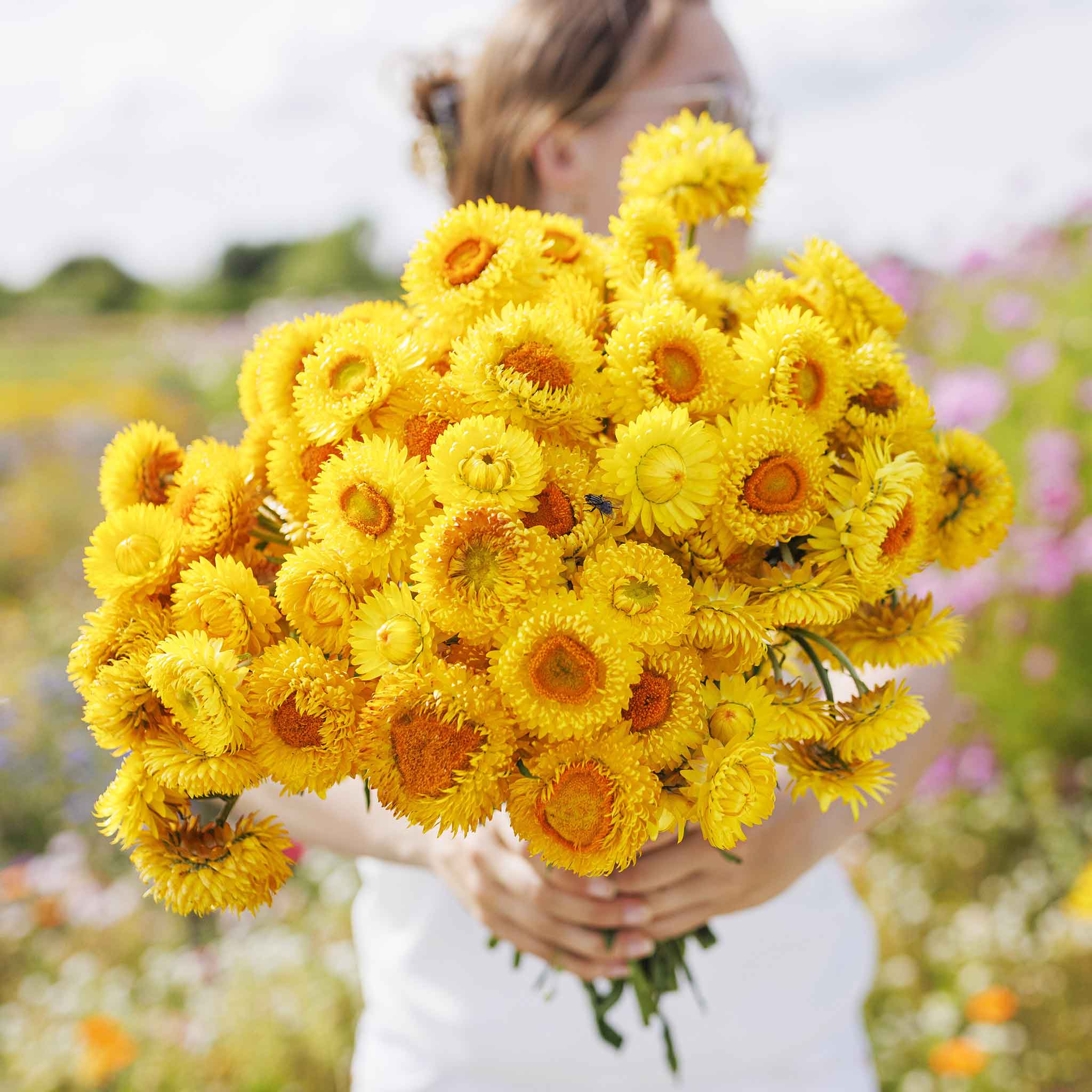 Strawflowers: Long-blooming drought-tolerant flowers! - Garden