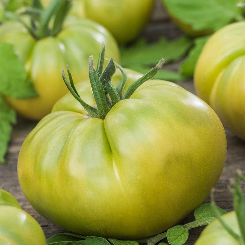 Tomato Seeds - Aunt Rubys German Green 