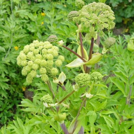 Angelica Seeds - Holy Ghost | Herb Seeds in Packets & Bulk | Eden