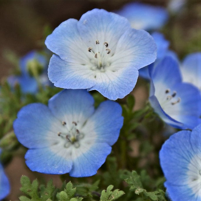 California Bluebell Seeds, Flower Seeds in Packets & Bulk