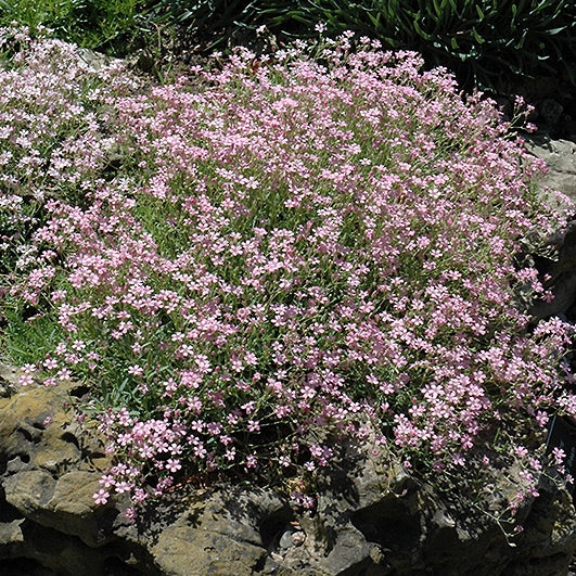 Wholesale Light Pink Tinted Baby's Breath