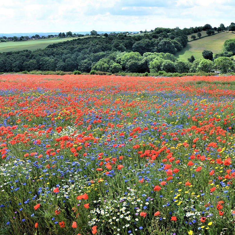  Eden Brothers All Perennial Wildflower Mixed Seeds