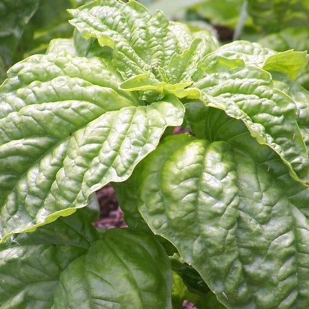 Basil Seeds Mammoth