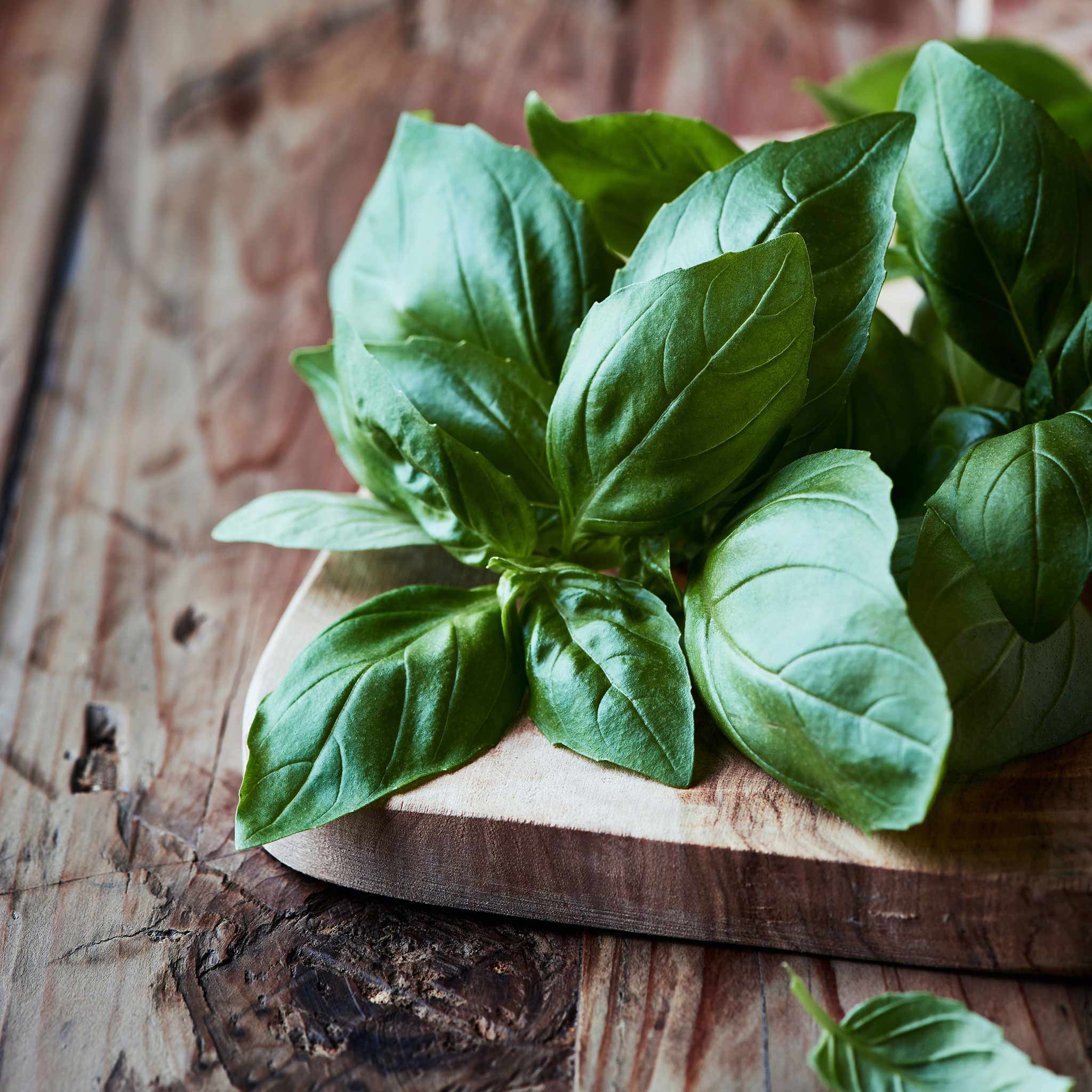 Organic Basil Seeds Italian Large Leaf Herb Seeds in Packets