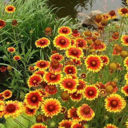 Planting blanket flower discount seeds