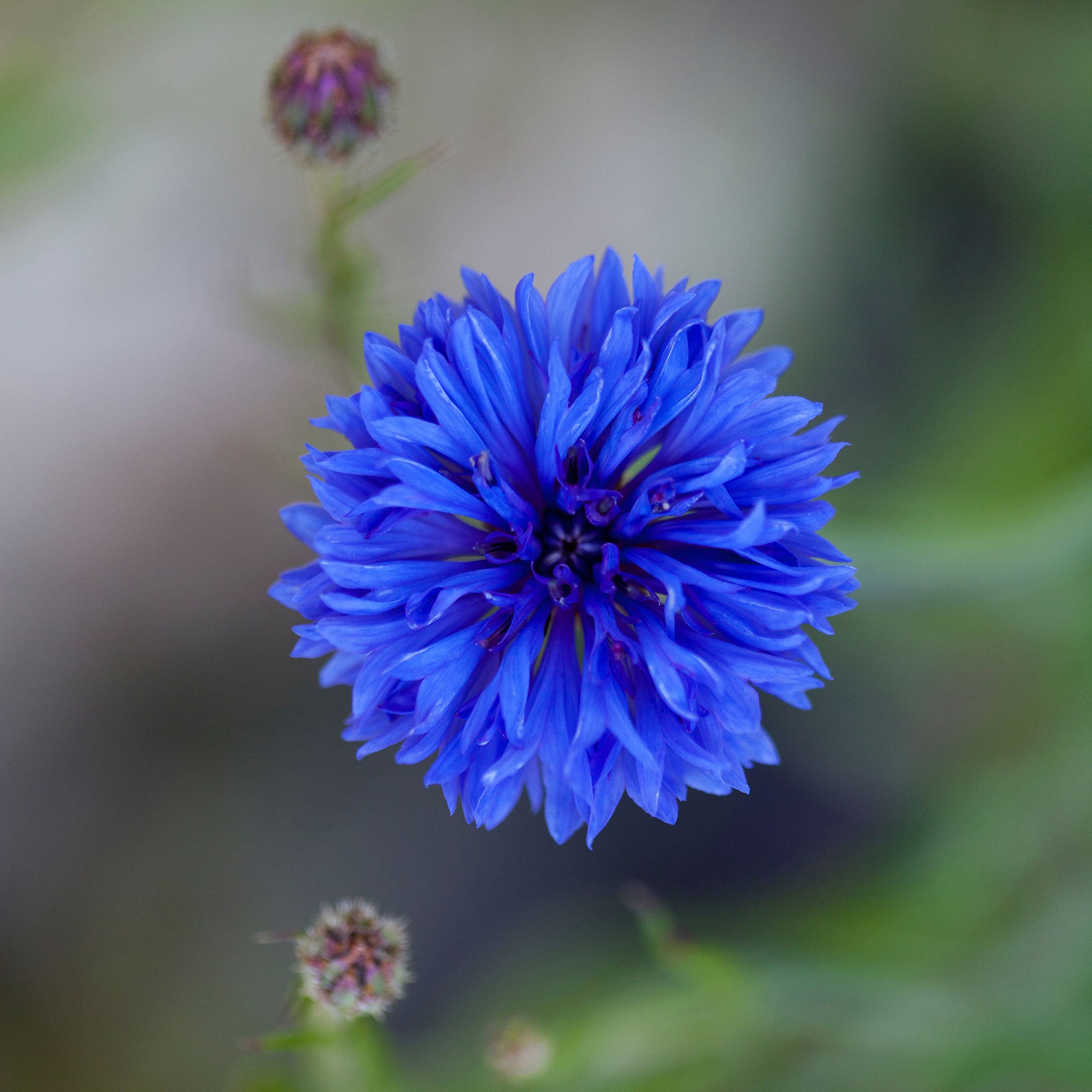 blue cornflower plant