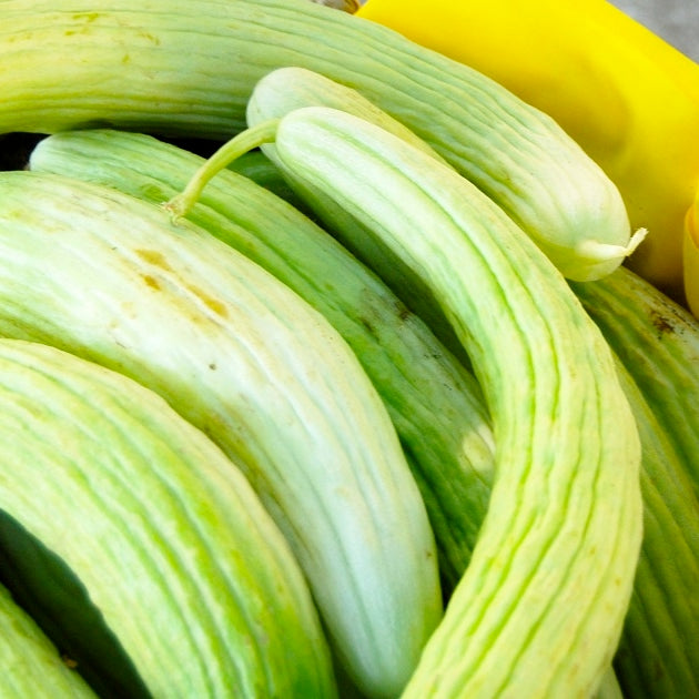 Fresh Organic Cucumbers, Mexico, 1 Count - Greenery