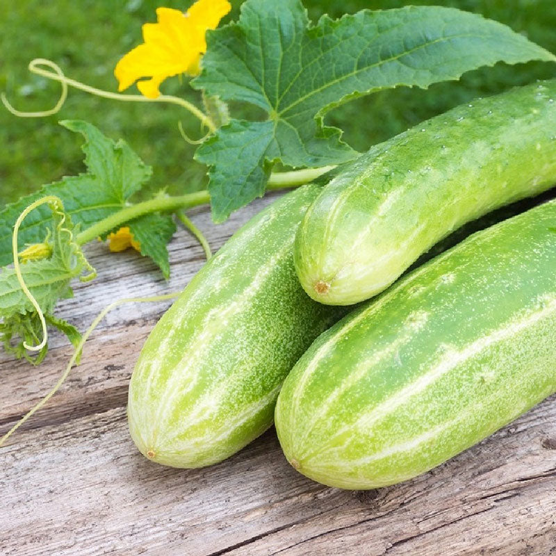 Cucumber Seeds - Mexican Sour Gherkin - Packet, Vegetable Seeds, Eden Brothers