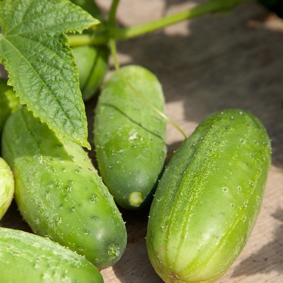 Cucumber Seeds - Mexican Sour Gherkin - Packet, Vegetable Seeds, Eden Brothers