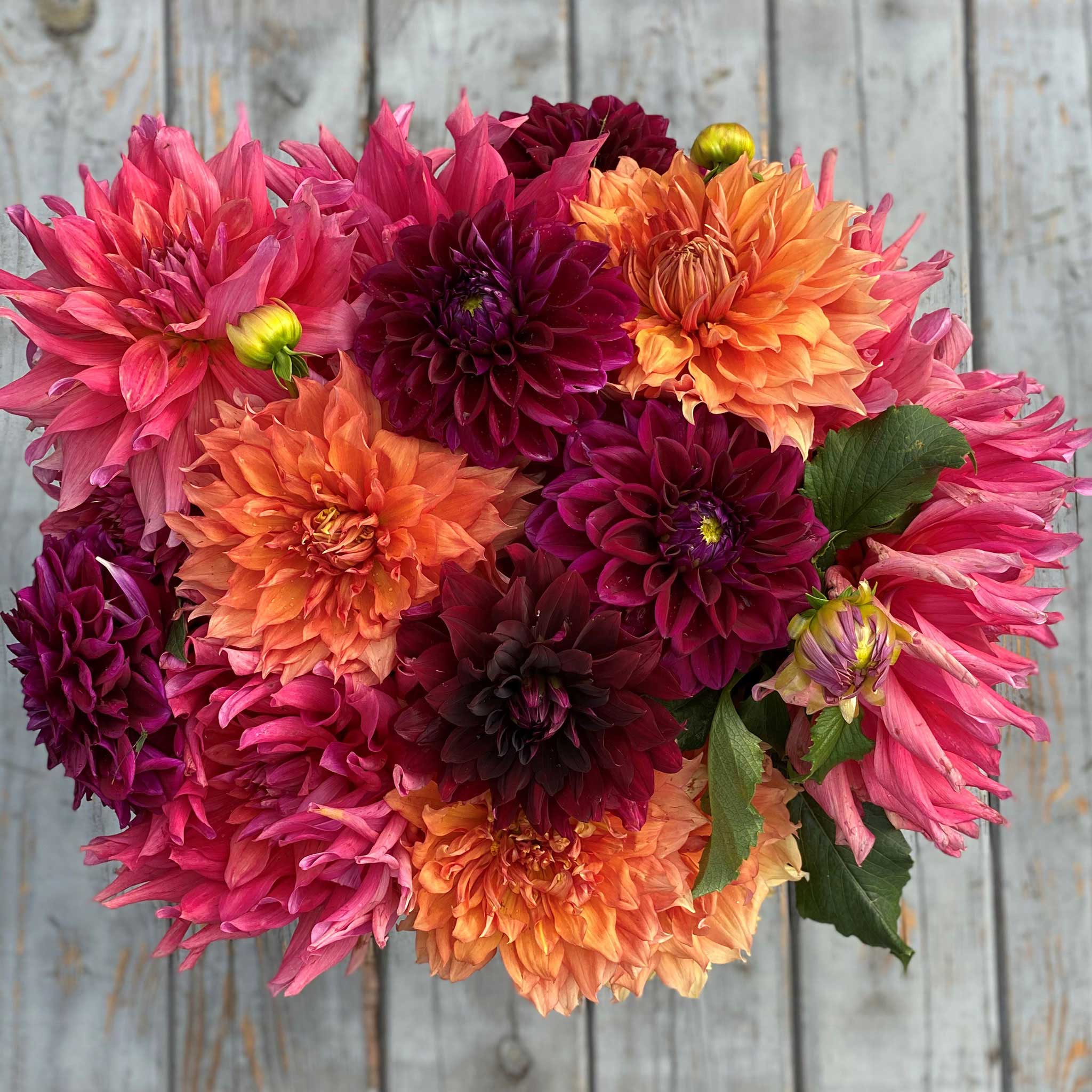 Dahlia Bulbs Dinnerplate Passion Mix