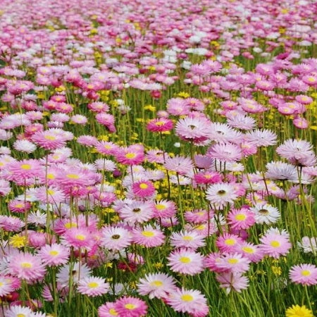 Paper Daisy- Rose seeds