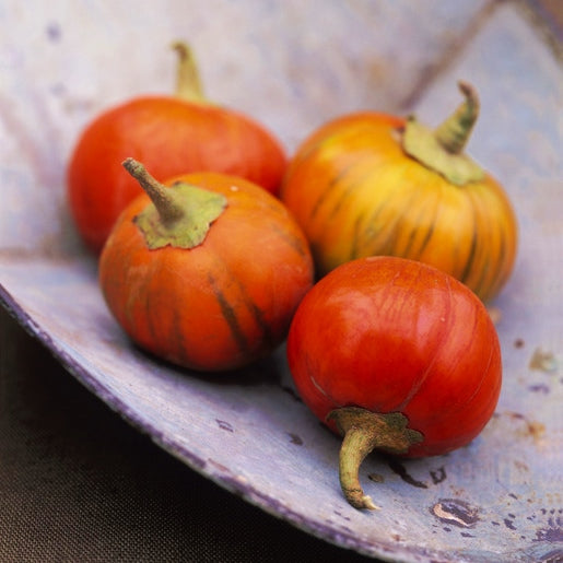25 TURKISH ORANGE EGGPLANT Scarlet Solanum Aethiopicum Fruit Vegetable Seeds