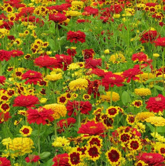 Blanket Flower Seeds - Packet, Red, Eden Brothers