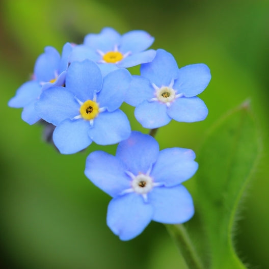 Chinese Forget Me Not Seeds - 1 Pound, Blue, Flower Seeds, Eden Brothers