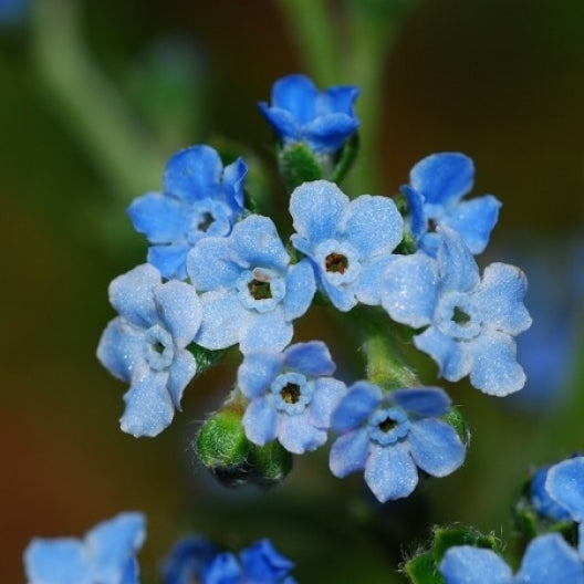 Chinese Forget Me Not Seeds
