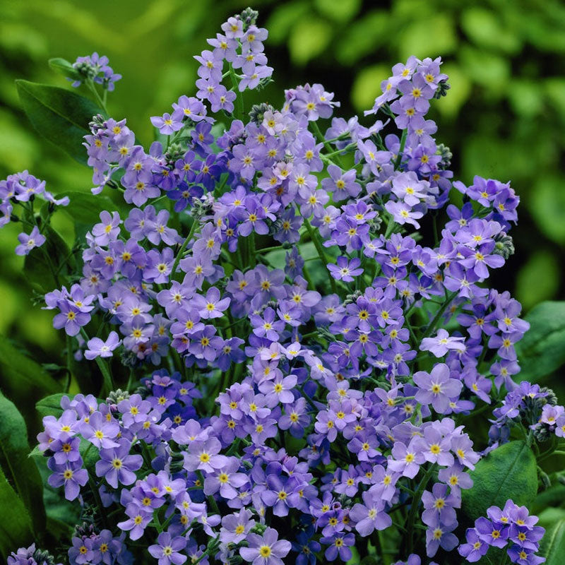 Chinese Forget Me Not Seeds - 1 Pound, Blue, Flower Seeds, Eden Brothers