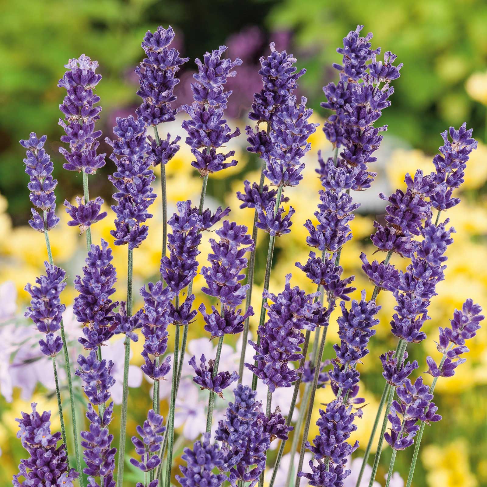 Organic Lavender Seeds, Herb Seeds in Packets & Bulk