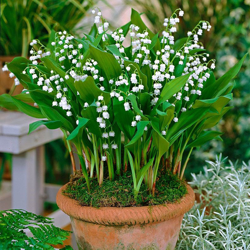 lily of the valley forget me not bouquet