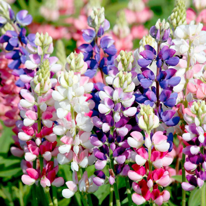 Lupine Seeds - Avalune Mix | Flower Seeds Packets & Bulk | Eden Brothers