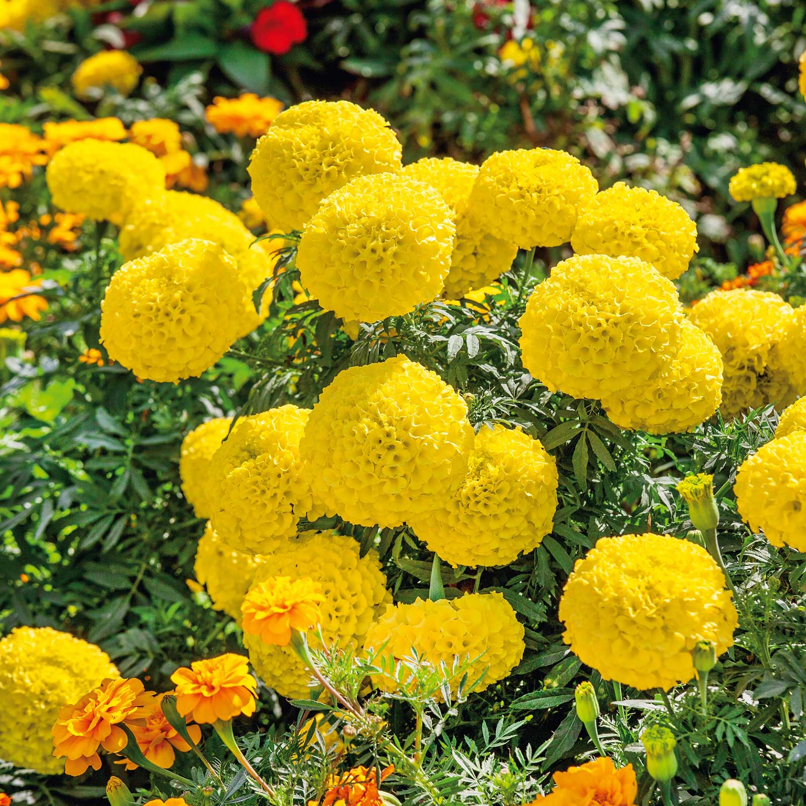 marigold flower images