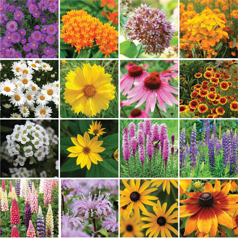 Virginia Stock Seeds - Packet, Mixed, Flower Seeds, Eden Brothers