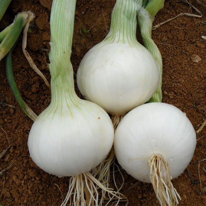 Onion Seeds (Pearl/Pickling) - Crystal White Wax - Ounce, Vegetable Seeds, Eden Brothers