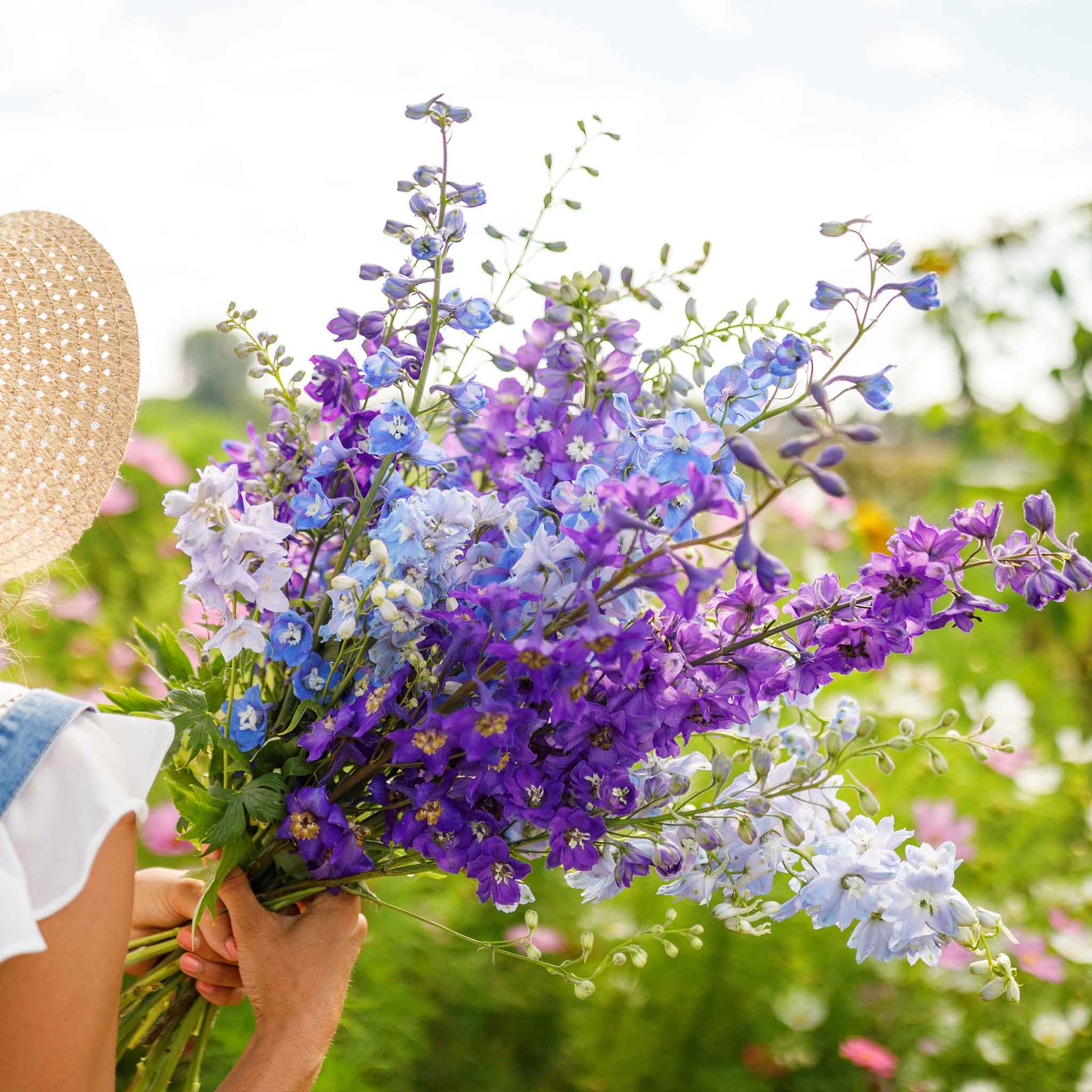 Sow Right Seeds - Mixed Flowers Seed Collection for Planting - Balsam,  Carnations, Columbine, Dahlias, Daisies, Nasturtiums, Phlox, Rocket  Larkspur