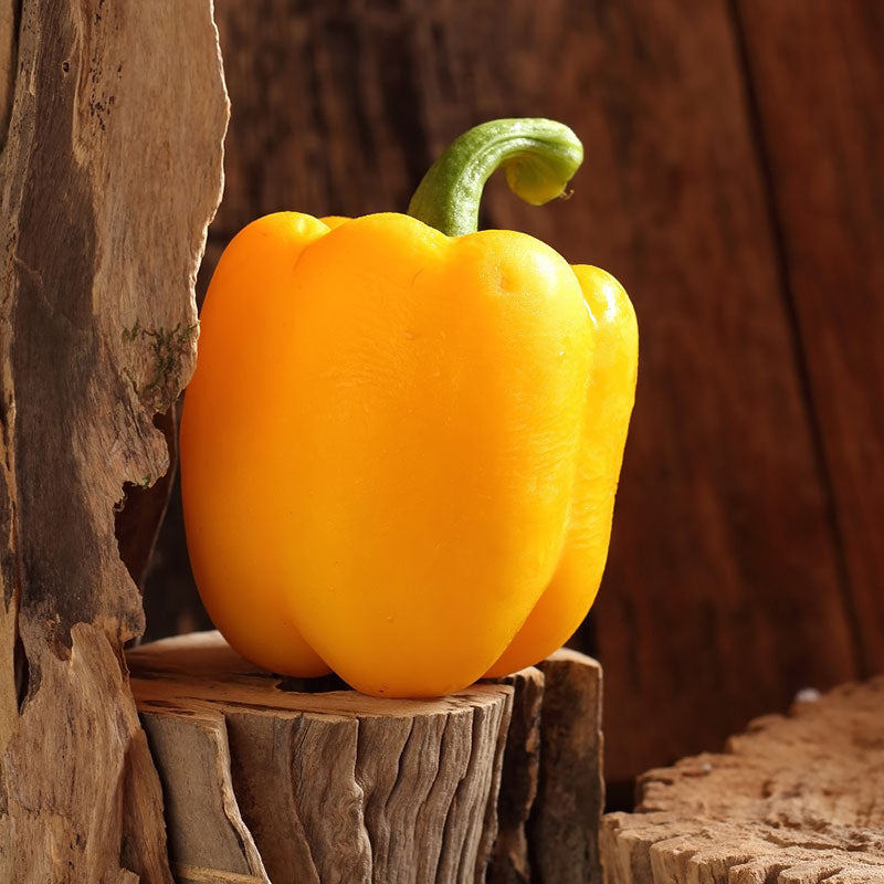 Michigan Wonder Sweet Bell Pepper Seeds