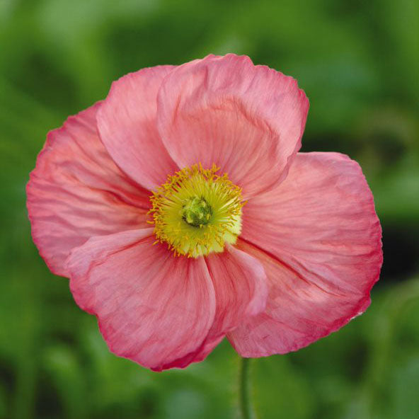 pink poppies