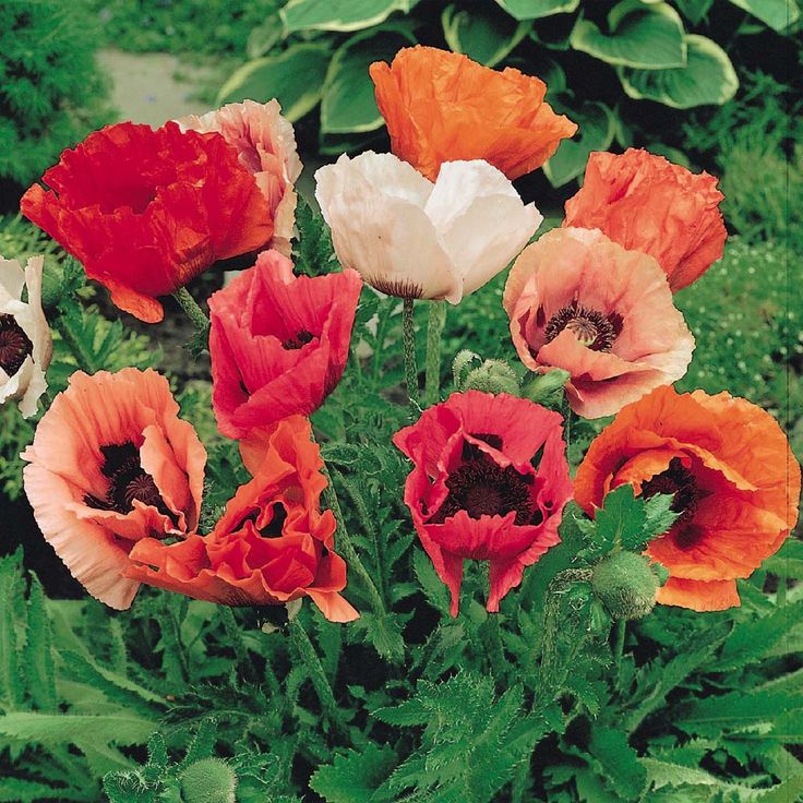 Oriental Poppy Seeds - Mixed Colors