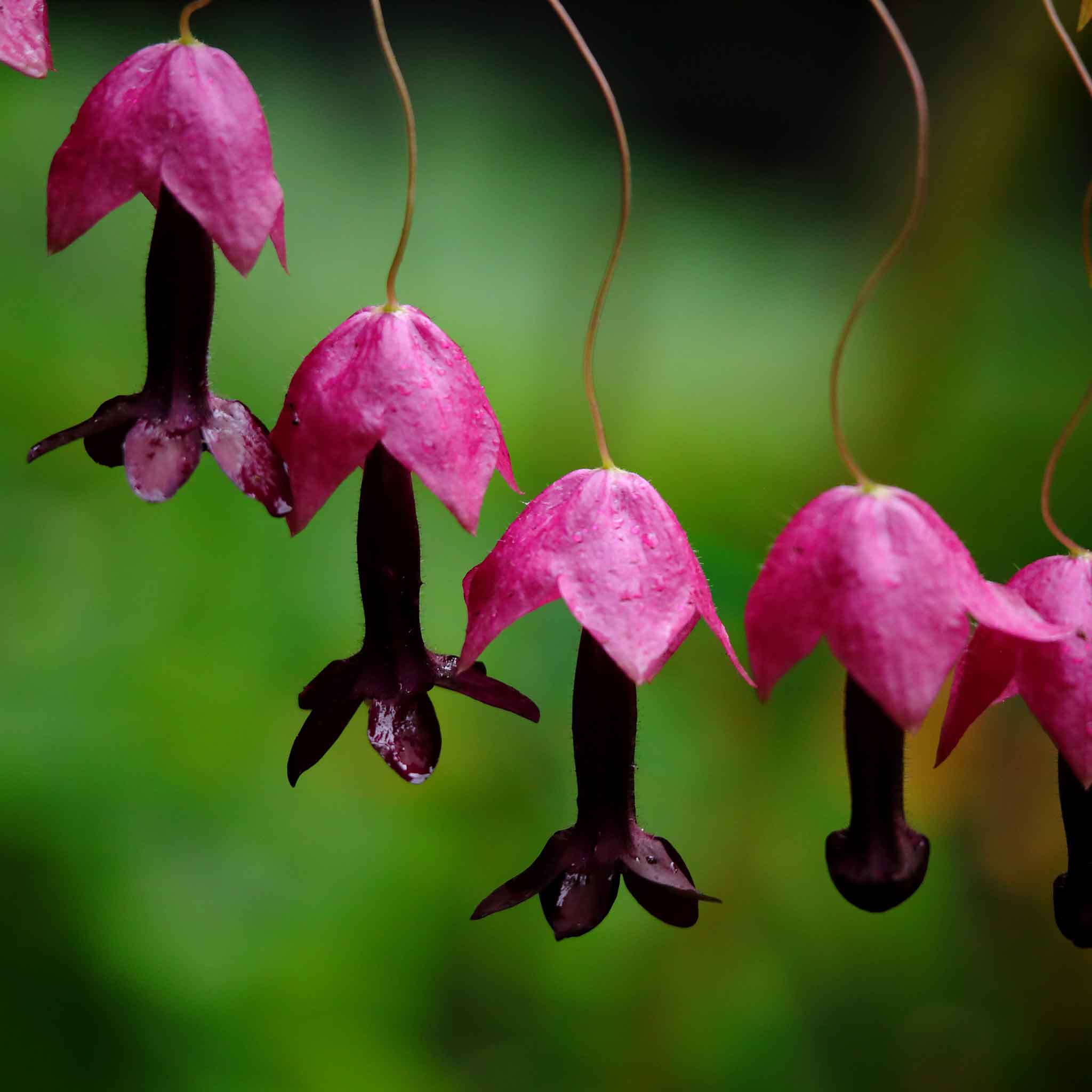 Purple bell vine plant