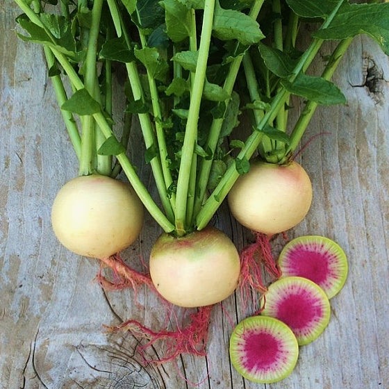 What Are Watermelon Radishes?