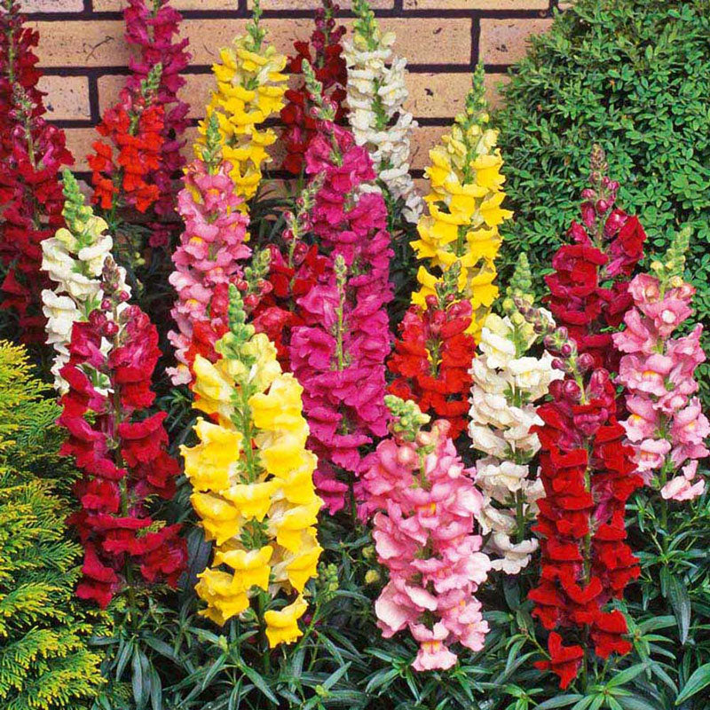 Snapdragon Seeds - Tetra Mix | Seeds in Packets & Bulk | Eden Brothers