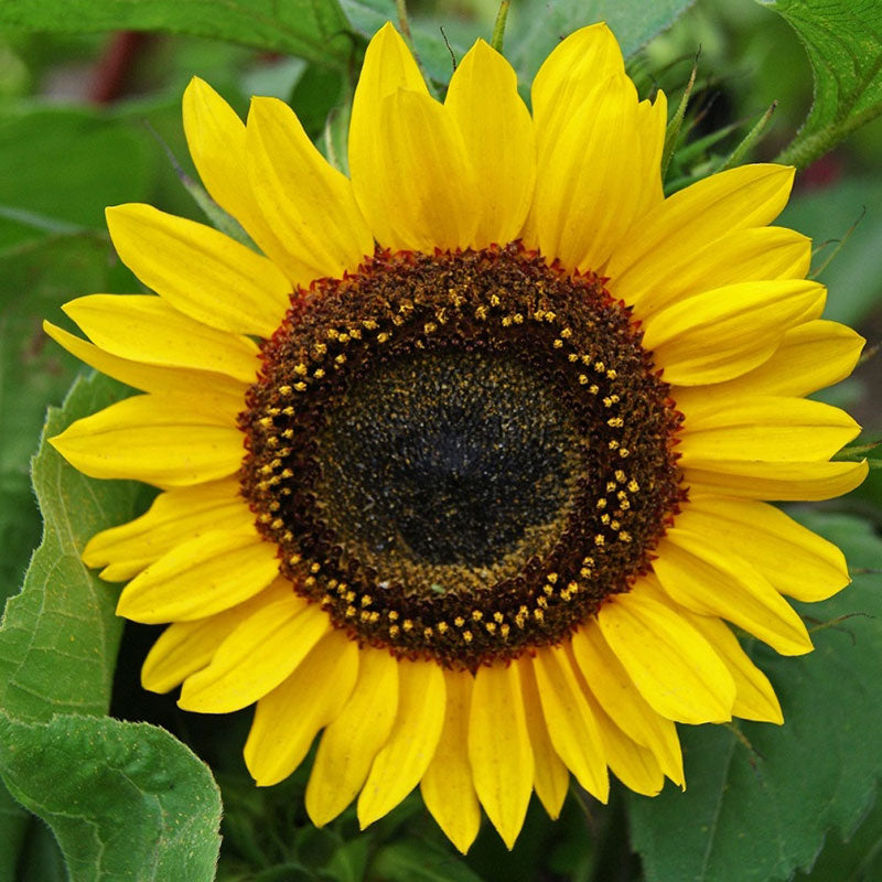 Sunflower Seeds (Dwarf) - Yellow Pygmy - Ounce, Eden Brothers