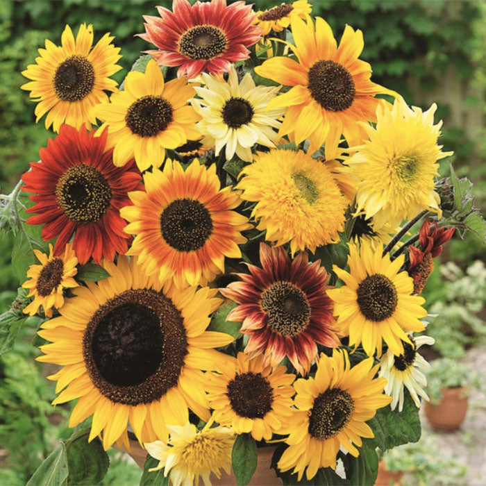 Sunflower Seeds (Dwarf) - Yellow Pygmy - Ounce, Eden Brothers